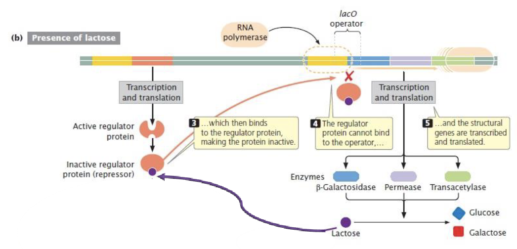 <ul><li><p>inducible operon - the structural genes are not expressed unless lactose is present </p></li><li><p>induced in the presence of lactose </p></li><li><p>genes that are required for the transport and metabolism of lactose</p></li><li><p>in the absences of glucose, the lac operon allows for the effective digestion of lactose (glucose is the preferred carbon source for most bacteria) </p></li><li><p>3 genes in the operon: lac Z, lac Y, and lac A</p></li></ul><p></p>