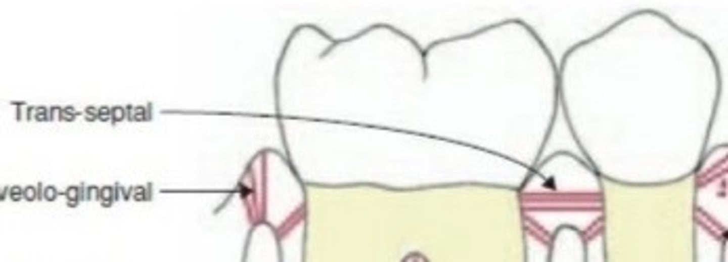 <p>from the cervical area of one tooth across to an adjacent tooth (on the mesial or distal only) to provide resistance to separation of teeth</p>