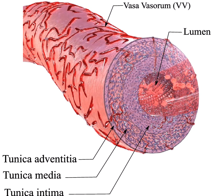 <p>these r on the tunica advintitia/ externa </p><p> are v small blood vessels that supply nutrients to large arteries and veins.</p><ul><li><p>These vessels enter the adventitia, the media, and sometimes partly the intima.</p></li><li><p>“blood vessel of the blood vessel”</p></li></ul><p></p>