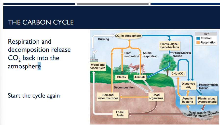 <p>What step makes the carbon cycle start again?</p>