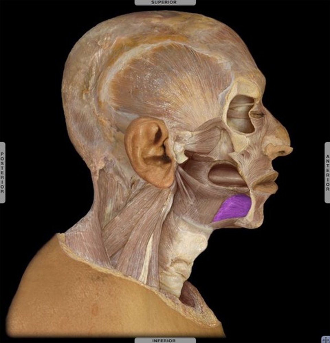 <p>protracts tongue</p>