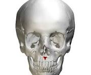 <p>bony marking?</p>