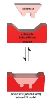 the shape of the active sit becomes truly complementary only after the substrate begins binding to the enzyme