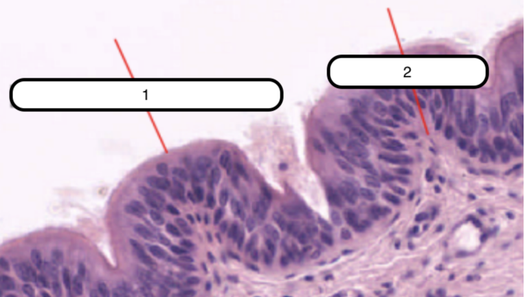 <p>In this slide, identify the structure labeled as #2</p>