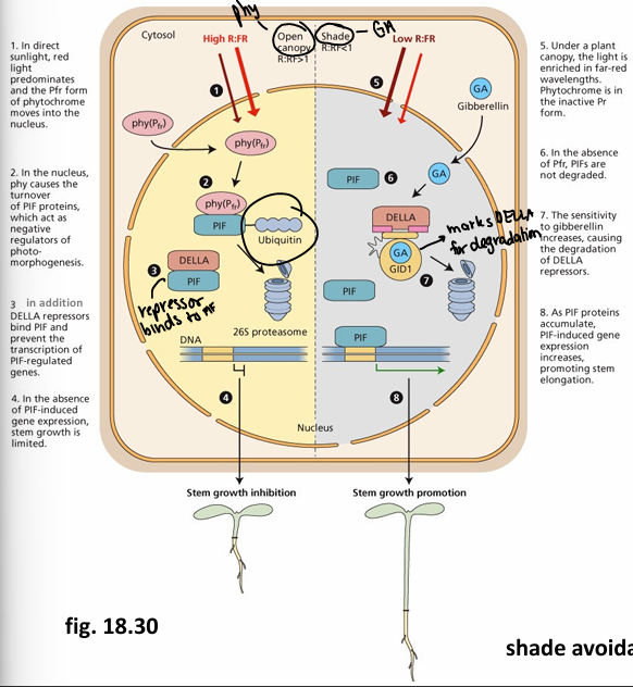 <p>Mechanism for inhibition and promotion of stem elongation in the light</p>