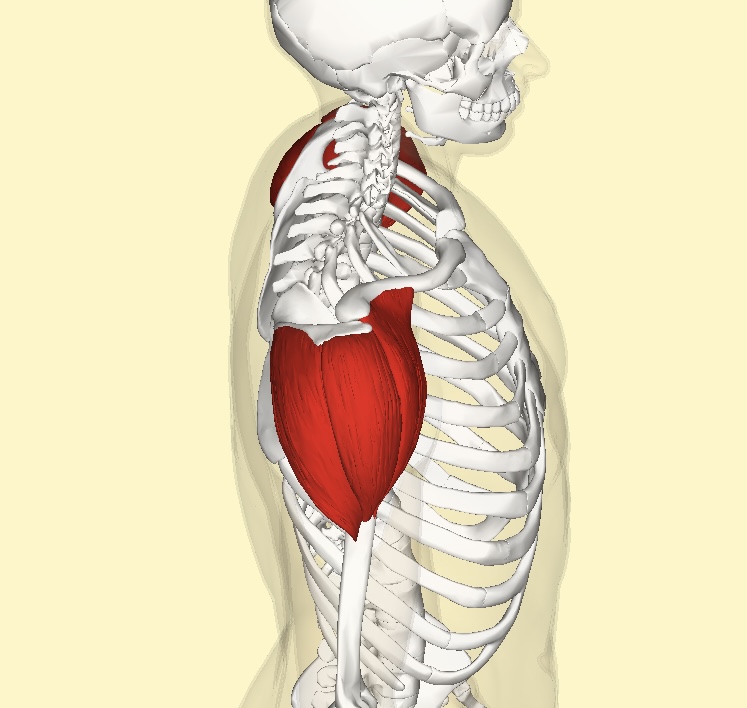 <p>Deltoid</p>