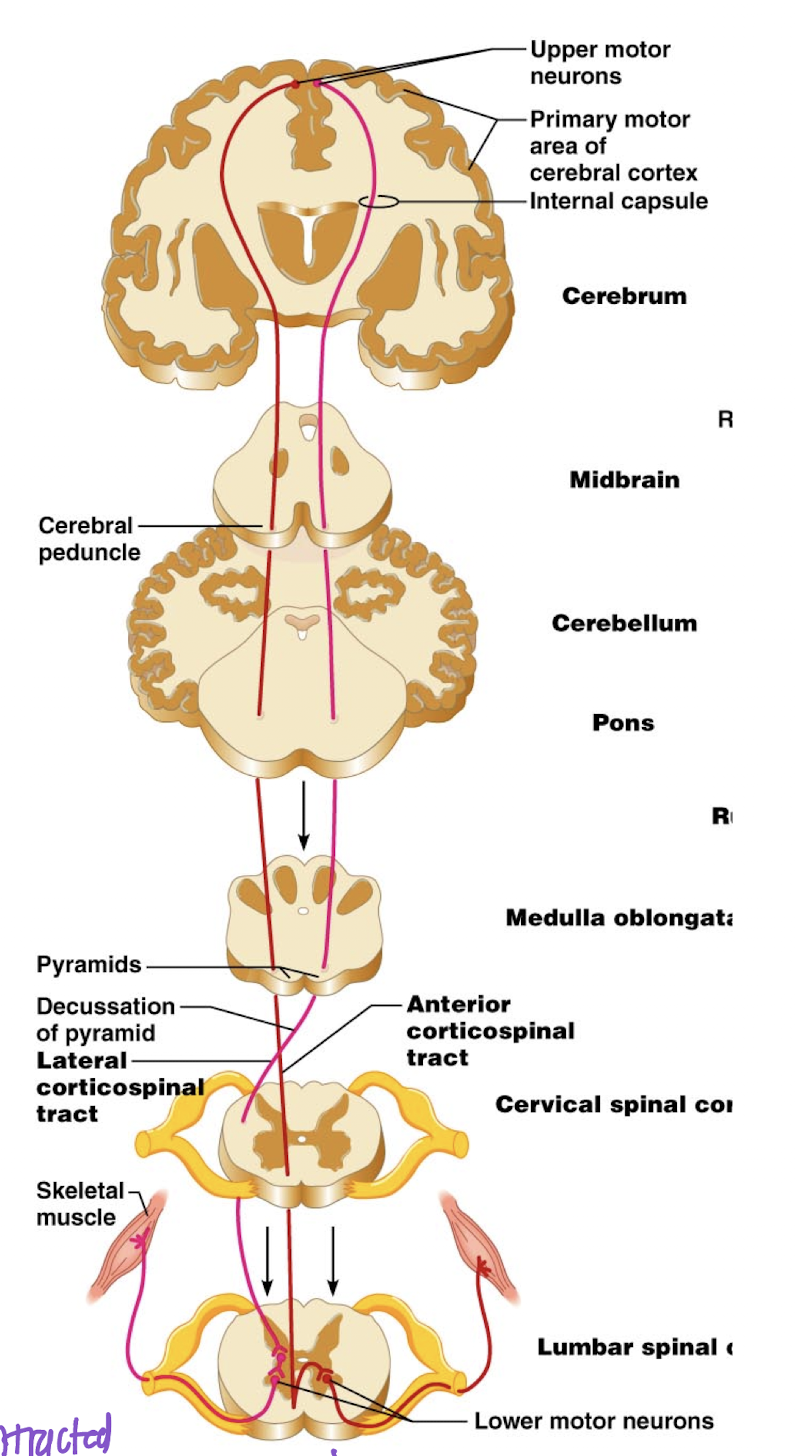 <ul><li><p>Control voluntary and conscious movements on the opposite side of the body</p></li><li><p>Decussate in either medulla or spinal cord</p></li><li><p>Synapse either directly on spinal motor neuron or on an interneuron (more often) that connects to motor neuron.</p></li></ul><img src="https://knowt-user-attachments.s3.amazonaws.com/0e030a16-e5c8-4eaa-abef-ef0bb6bb5a0c.png" data-width="100%" data-align="center"><p></p>