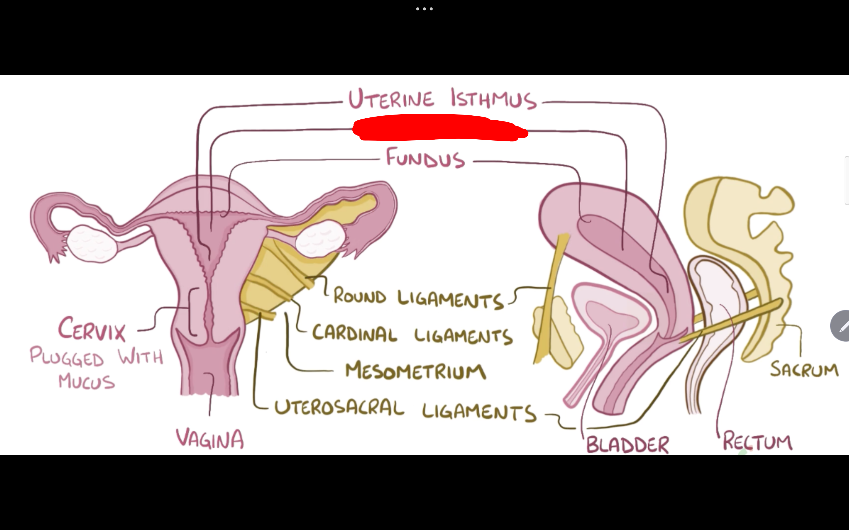 <p>Name the structure in red</p>