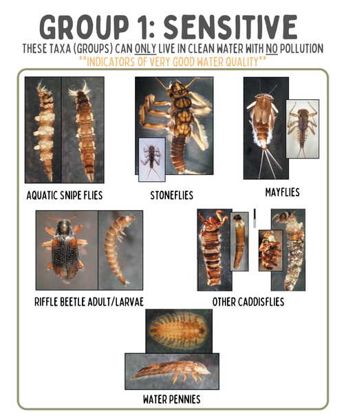 <p>Benthic macroinvertebrates that are <u>extremely sensitive</u> to polluted water.</p>