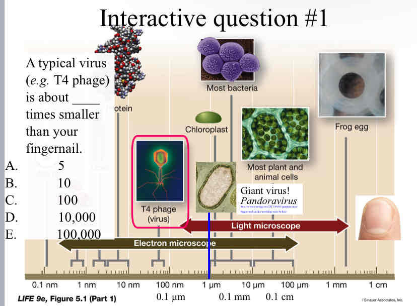 <p>Practice Question ( Virus Size) - A typical virus (<em>e.g. </em>T4 phage) is about ____ times smaller than your fingernail.</p>