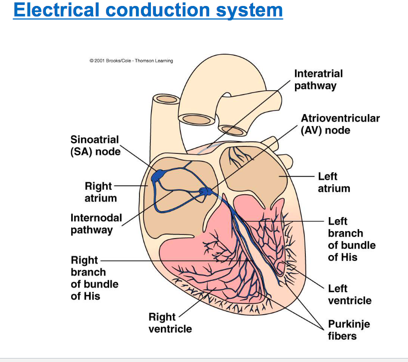 <p>Electrical conduction system&nbsp;</p>