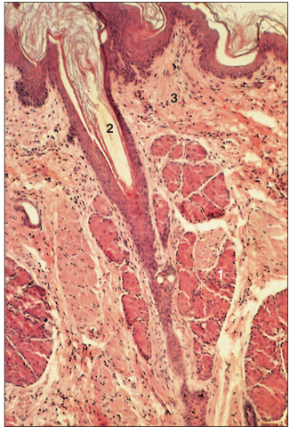 <p>name of histologic slide:</p><p>Specie:</p><p>Parts</p><p>1.__ 2.__ 3.__</p><p>Stain used:</p>