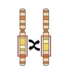 <p><span>This Image shows a Diagram of a _________ Mutation</span></p>
