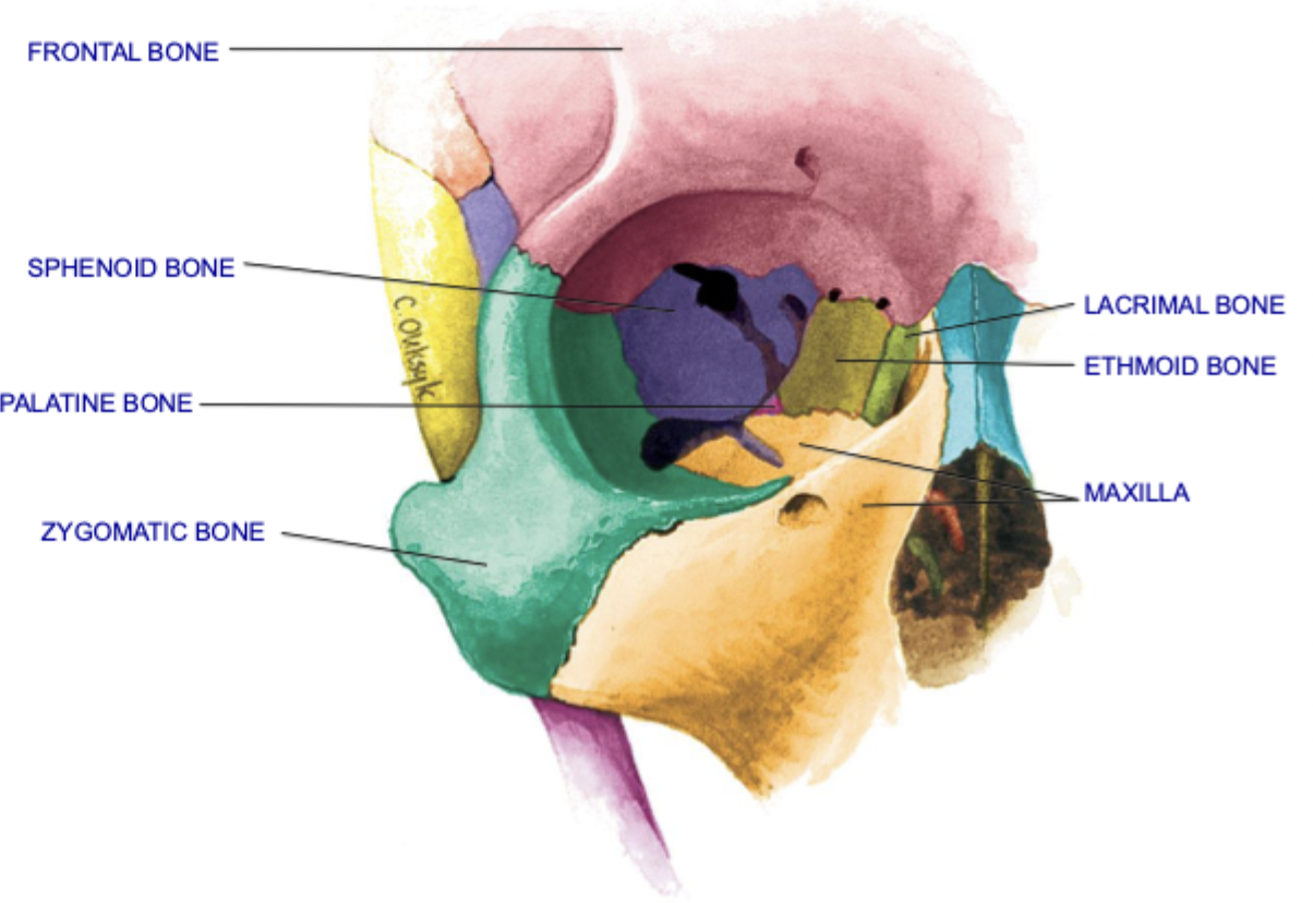 <p>Roof of orbit: frontal, sphenoid</p><p>Lateral wall of orbit: sphenoid, zygomatic</p><p>Floor of orbit: zygomatic, maxilla, palatine</p><p>Medial wall of orbit: sphenoid, maxilla, lacrimal, ethmoid</p><p></p>