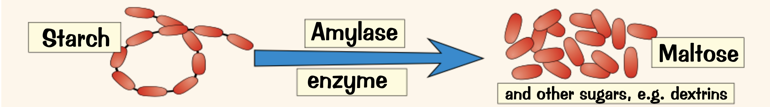 <p>maltose</p>