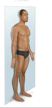 <p>runs side to side—divides body into front and back portions</p>