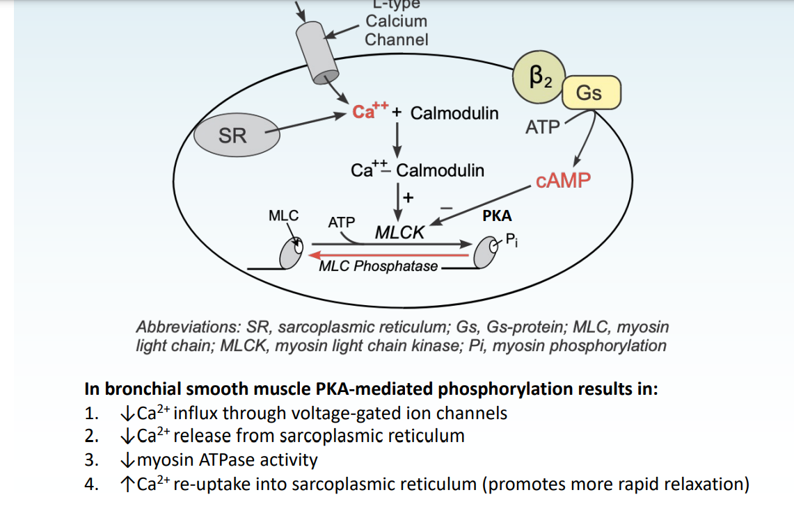 <p>Explain the effects of PKA on bronchial muscle (from activation of B2 receptors)</p>
