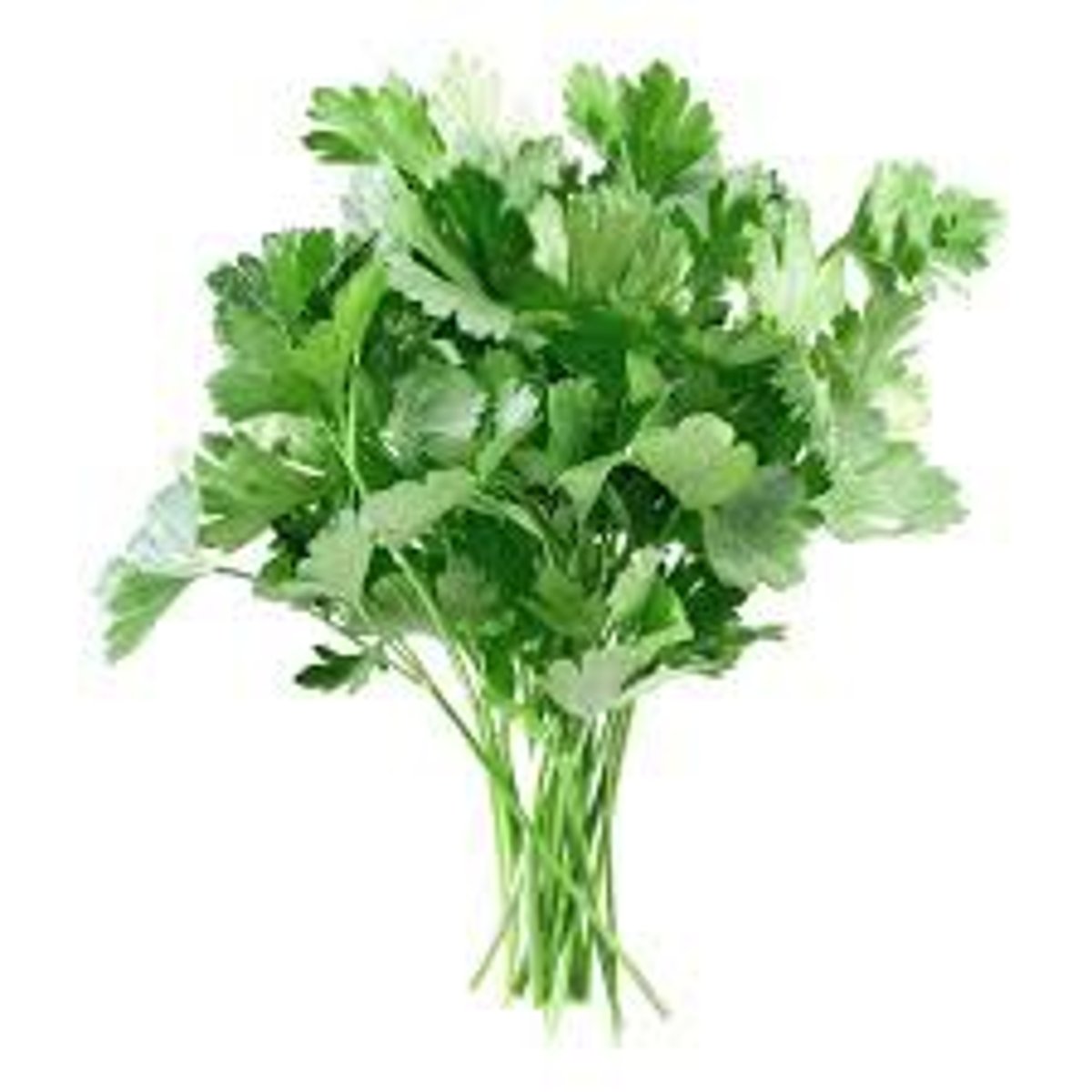 <p>parsley</p>