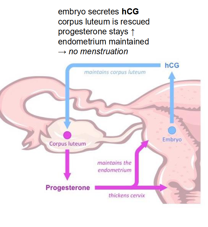 <p><span style="color: rgb(0, 0, 0);"><span>• Embryo secreting hCG</span></span><span style="color: rgb(0, 0, 0);"><br></span><span style="color: rgb(0, 0, 0);"><span>• hCG = human chorionic gonadotropin</span></span><span style="color: rgb(0, 0, 0);"><br></span><span style="color: rgb(0, 0, 0);"><span>• Acts like LH</span></span><span style="color: rgb(0, 0, 0);"><br></span><span style="color: rgb(0, 0, 0);"><span>• Keeps the Corpus Luteum alive</span></span><span style="color: rgb(0, 0, 0);"><br></span><span style="color: rgb(0, 0, 0);"><span>• Corpus Luteum keeps secreting progesterone</span></span><span style="color: rgb(0, 0, 0);"><br></span><span style="color: rgb(0, 0, 0);"><span>• If progesterone levels stay high, what won’t happen?</span></span></p><p><span style="color: rgb(0, 0, 0);"><span>No Menstruation</span></span></p>