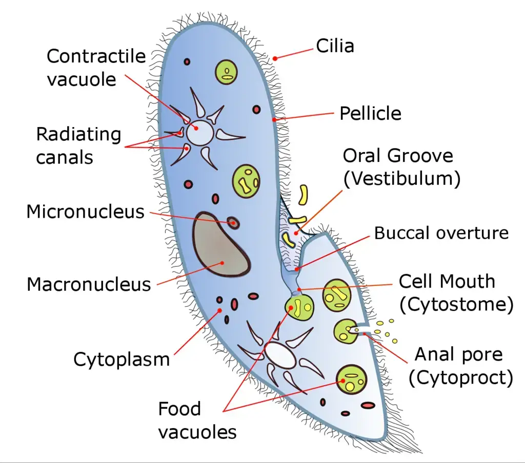 <p>What type of organism is pictured?</p>