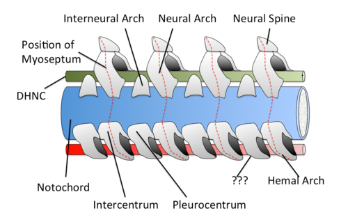 A type of ventral arch that encloses the blood vessels