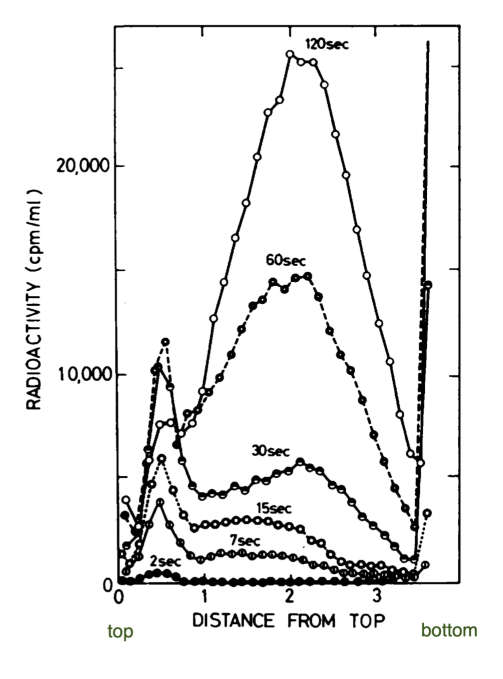 <p>method</p><ol><li><p>pulsed E.coli w/ radioactive thymidine </p><ol><li><p>newly synthesized DNA labeled = “hot'“</p></li></ol></li><li><p>used alkaline sucrose density gradient </p><ol><li><p>separate DNA based on size</p></li></ol></li><li><p>assay fractions from centrifugation experiment at various time points</p><ol><li><p>DNA synthesis stops once cells are lyzed </p></li><li><p>can see “snap” shots of reaction </p></li></ol></li></ol><p></p><p>results</p><ul><li><p>trace = time point</p></li><li><p>dot = point along gradient density</p></li><li><p>further down gradient = larger fragment w/ “hot” Thymidine</p></li><li><p>over time → see longer DNA fragments + still see short ones </p></li><li><p>supports discontinuous replication model </p></li></ul><p></p>