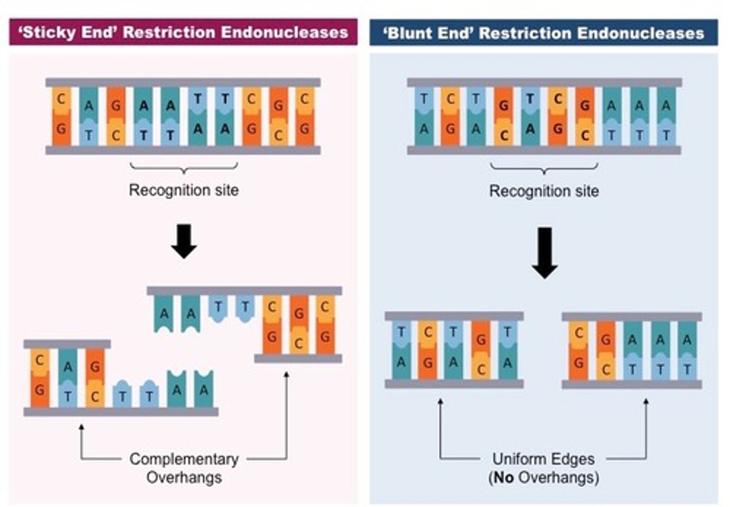 <p>- sticky: produces an overhang of DNA, which allows for more efficient re-annealing (ex: TaqI)</p><p>- blunt: DNA is cut with no overhanging DNA, which is less efficient for re-annealing (ex: HaeIII)</p>