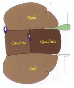 <p>what animal would this be?</p>