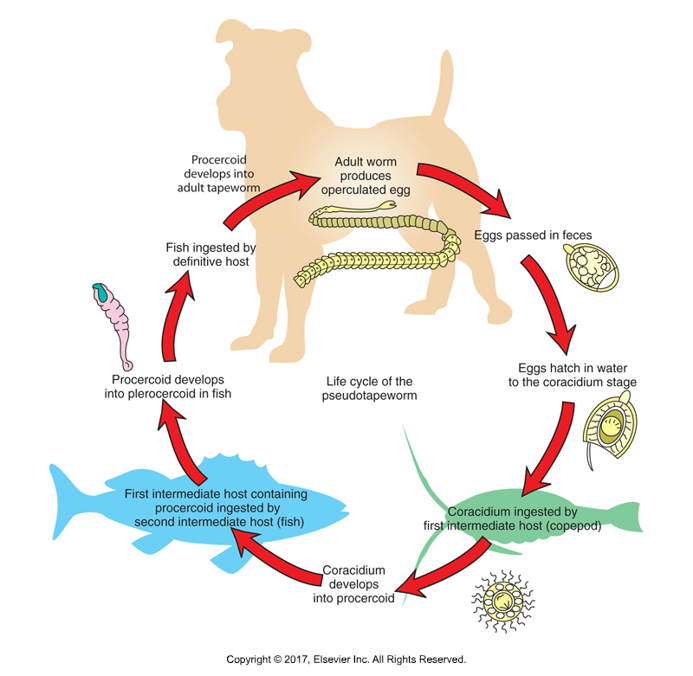 <ol><li><p>     Operculated eggs pass into environment​</p></li><li><p>     If in water, eggs hatch, release ciliated hexacanth embryo—coracidium out of operculum​</p></li><li><p>    Must be ingested by first intermediate host, a tiny crustacean copepod​</p></li><li><p>    Inside copepod, coracidium becomes procercoid​</p></li><li><p>    When copepod is ingested by second intermediate host, a fish,  develops into second infective plerocercoid stage​</p></li><li><p>    Definitive host is infected by ingesting fish, plerocercoid develops into juvenile worm and attaches to intestinal lining, builds strobili</p></li></ol><p></p>