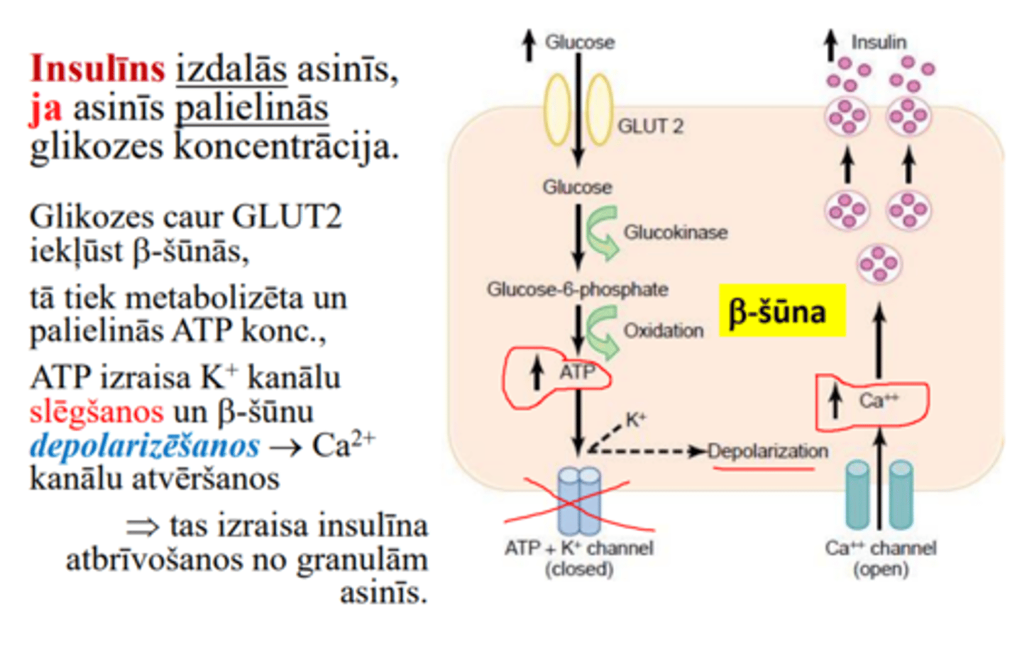 knowt flashcard image
