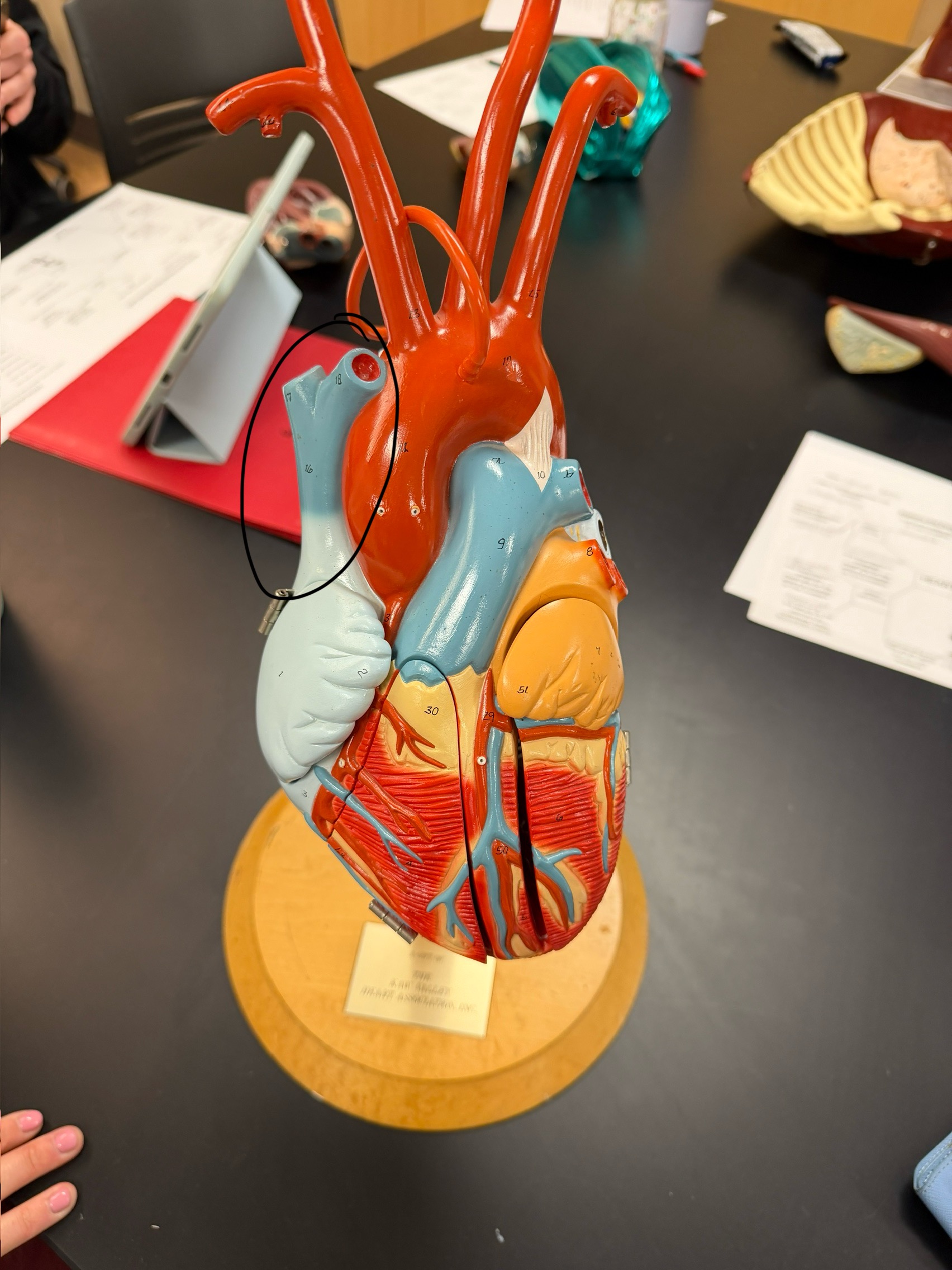 <p>name this structure</p>