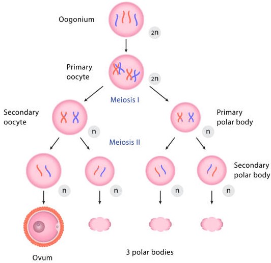 <p>The process of producing female gametes (eggs) in the ovaries. Originally begins at fetal development, but stopes early in meiosis 1, restarting at puberty. Characterized by unequal divisions.</p>