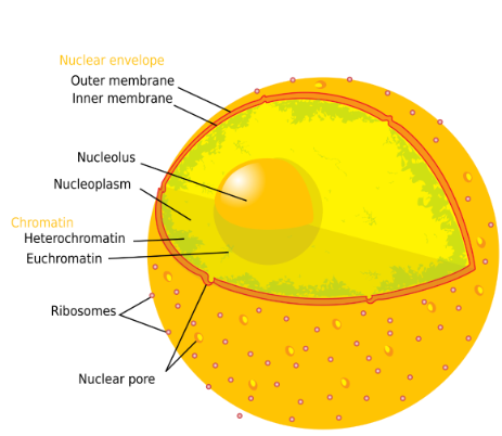 <p>Biomolecules:</p><ul><li><p>Nucleus: nucleic acids (DNA + RNA) + phospholipids (membrane-bound structure) that includes the nucleolus</p></li><li><p>Nucleolus: nucleic acids (DNA + RNA) spherical structure inside cells nucleus</p></li><li><p>only euk, plant + animal cells</p></li></ul><p>Function:</p><ul><li><p>Nucleus: store genetic info</p></li><li><p>Nucleolus: manufactures ribosomes (begins protein composition)</p></li></ul><p></p>