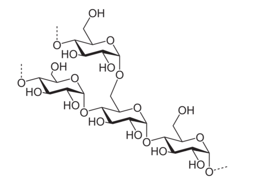 <ul><li><p>poly-alpha (1,4) glucose with alpha(1,6) branches</p></li><li><p>Branching occurs every 30 glucose units</p></li></ul><p></p>