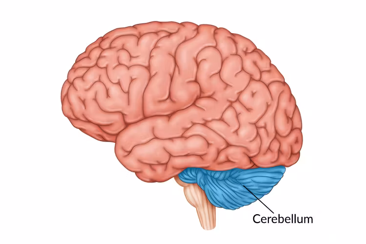 <p>Coordinates voluntary movement and balance</p>