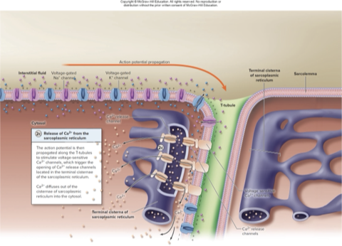 <p>excitation contraction coupling</p>