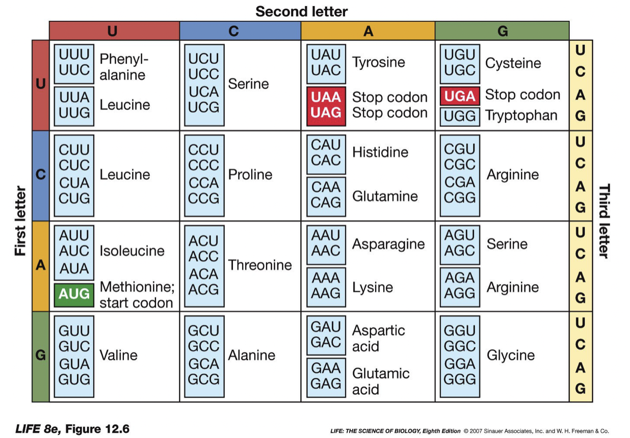 <ul><li><p>three DNA letter combination</p></li><li><p>Stop codon: UAA, UGA, UAG, tell the ribosome the protein is done</p></li><li><p>several different codons for the same amino acid, thus the code is said to be degenerate</p></li></ul>