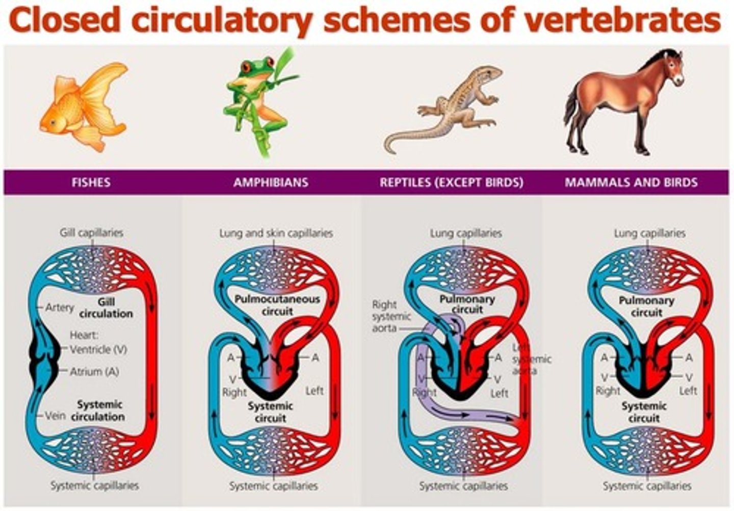 <p>Blood confined to vessels, distinct from interstitial fluid.</p>
