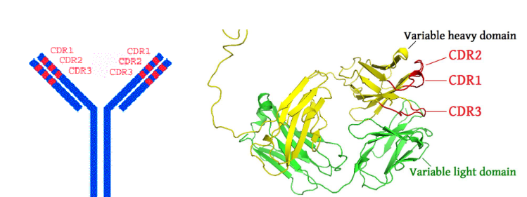 <p>Hypervariable CDRs are located on loops at the end of the Fv regions </p><p>CDR1, 2, 3</p><p></p><p>Most hypervariable regions coincided with antigen contact points - the complementarity determining regions CDRs</p>