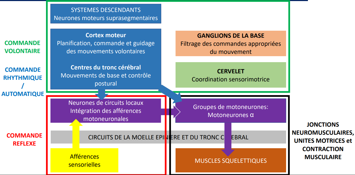 <p><span style="background-color: transparent;"><strong><span>Organisation hiérarchique du contrôle moteur</span></strong></span></p><ul><li><p><span style="background-color: transparent;"><span>Les </span><strong><span>réflexes</span></strong><span> sont gérés </span><strong><span>localement</span></strong><span> par la </span><strong><span>moelle épinière</span></strong><span>.</span></span></p></li><li><p><span style="background-color: transparent;"><span>Les </span><strong><span>activités rythmiques</span></strong><span> impliquent le </span><strong><span>tronc cérébral</span></strong><span> et la </span><strong><span>moelle épinière</span></strong><span>.</span></span></p></li><li><p><span style="background-color: transparent;"><span>Les </span><strong><span>mouvements volontaires</span></strong><span> dépendent du </span><strong><span>cortex cérébral</span></strong><span>, qui exerce un </span><strong><span>contrôle descendant</span></strong><span> sur les structures inférieures.</span></span></p></li></ul><p></p>