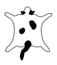 <p>Harlequin (bicolour)</p><ul><li><p>coat predominantly white </p></li><li><p>random coloured marking on body including tail</p></li></ul><p></p>