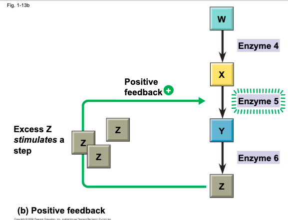 <p>more of a product accumulates the process that creates it speeds up and more of the product is produced</p><p>ex: could be a clot, child birth</p>
