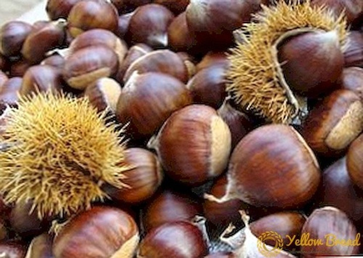 <p>chestnut</p>