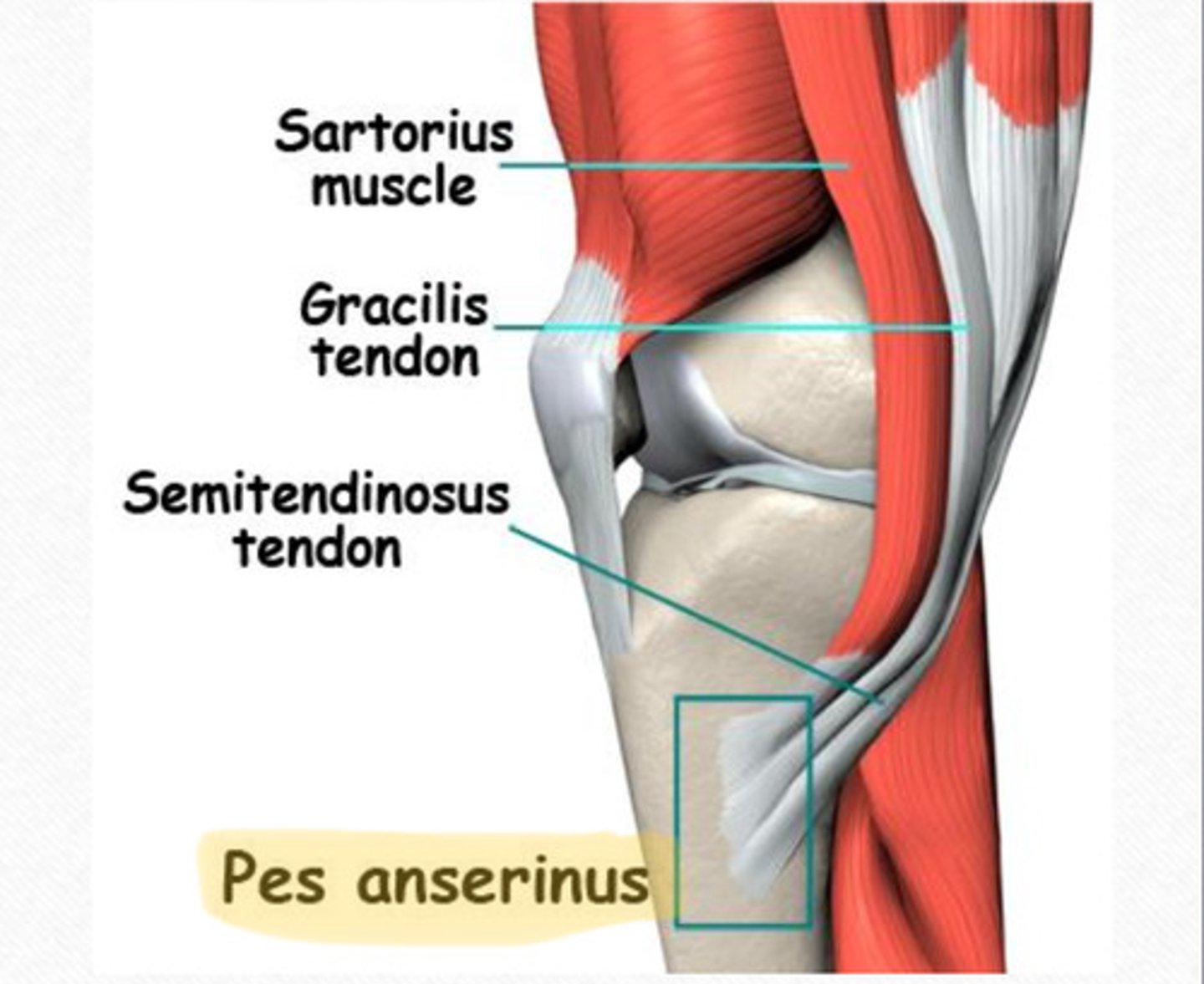 <p>all compartments coming together</p>