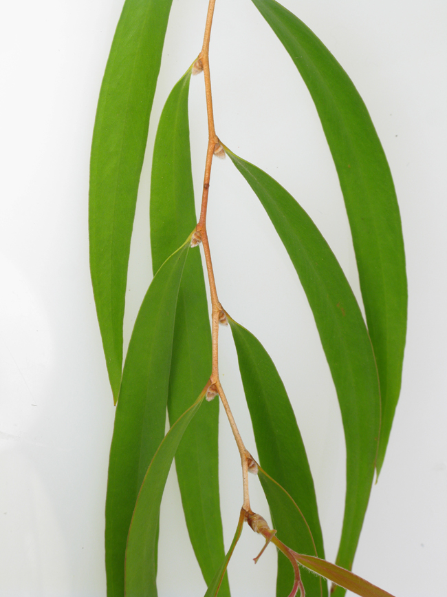 <p><span><span>willow peppermint</span></span></p>