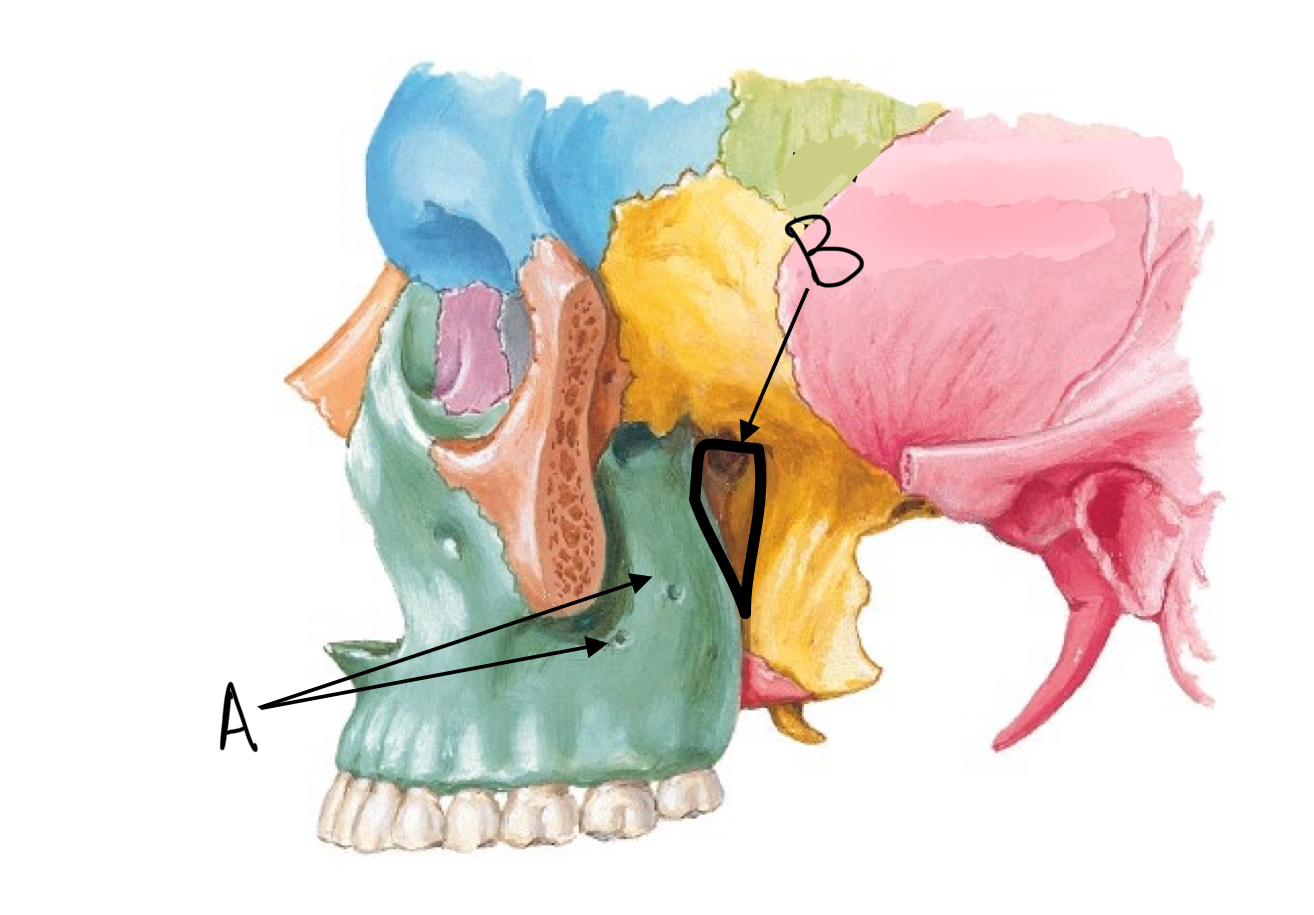 <p>what structure is labeled A, and what travels through it?</p>