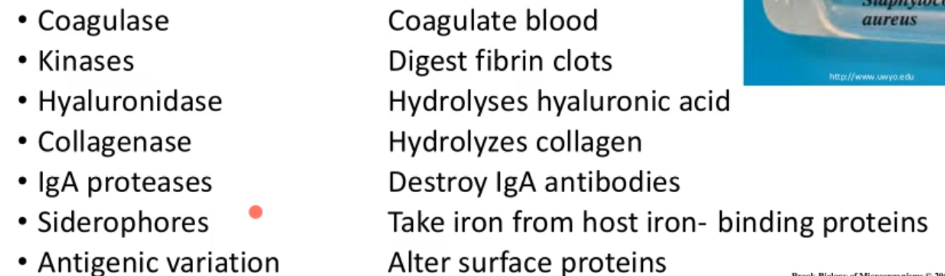 <p>pathogens produce a variety of enzymes that enhance virulence by breaking down or altering host tissue to provide access and nutrients </p><p></p><p>*pic has examples of enzymes</p>