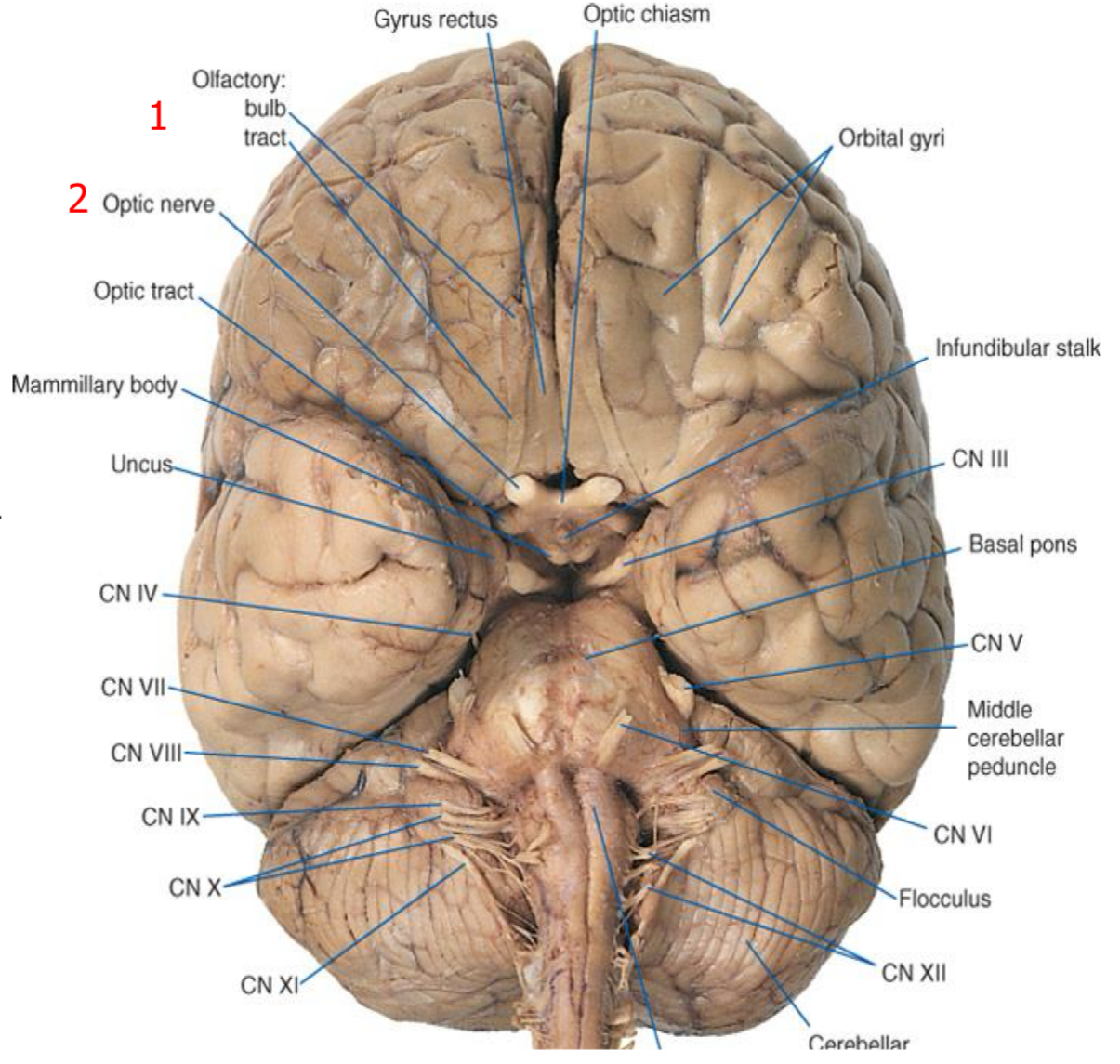<p>Cranial nerves</p>