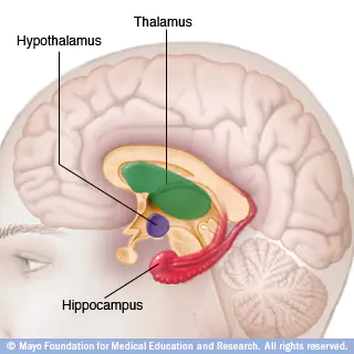 <p>small structure in the brain located below the thalamus and directly above the pituitary gland, responsible for motivational behavior such as sleep, hunger, thirst, and sex. </p>