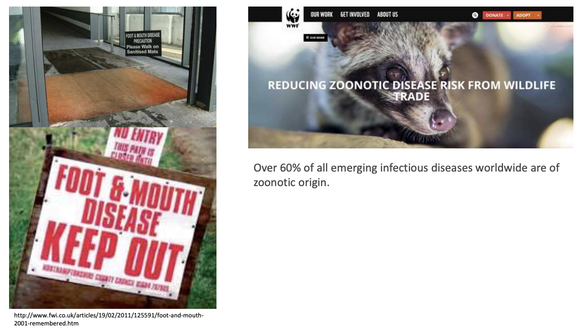 <p><strong>zoonotic </strong>(spread by animals)</p>